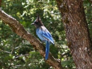 Stella Blue Jay